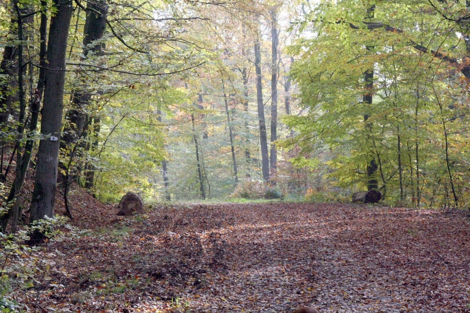 Autumn forest path covered in fallen leaves